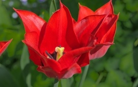 Яркие красные тюльпаны на клумбе