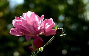 Садовая розовая роза в лучах солнца