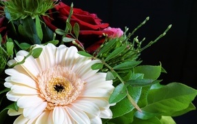 Цветок герберы в букете с красными розами