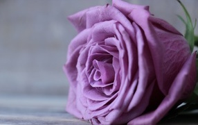 Цветок сиреневой розы крупным планом