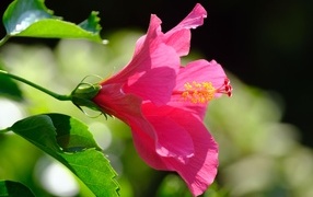 Розовый большой цветок гибискуса
