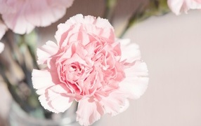 Розовый цветок гвоздики в букете крупным планом