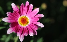 Розовый цветок ромашковидной хризантемы крупным планом