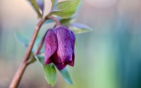 Фиолетовый цветок морозника крупным планом