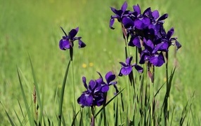 Фиолетовые цветы ириса на поле
