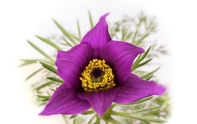 Фиолетовый цветок прострела на белом фоне
