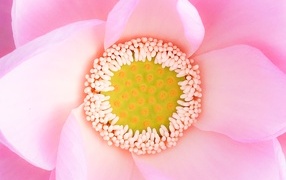 Серединка розового цветка лотоса 