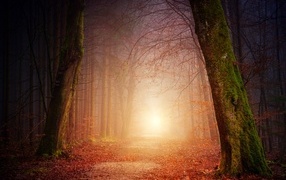 Свет в конце дороги в темном осеннем лесу
