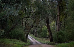Дорога среди зеленых деревьев