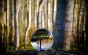Лес отражается в стеклянном шаре