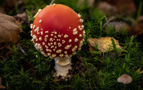 Красный гриб мухомор с белыми точками