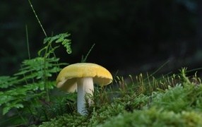 Желтый гриб растет на покрытой зеленым мхом земле