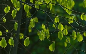 Зеленые листья на ветках березы весной