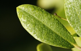 Зеленый лист растения в каплях воды крупным планом
