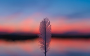 Белое перо на фоне красного неба на закате солнца