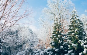 Красивые зеленые ели покрытые снегом и деревья зимой