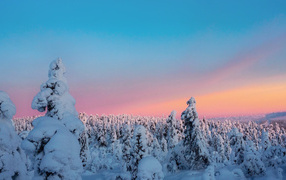 Beautiful snow-covered fir trees under a pink sky