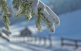 Зеленая ветка колючей ели в белом снегу