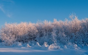 Заснеженные кусты на фоне голубого неба зимой