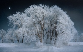 Высокое покрытое белым инеем дерево ночью 