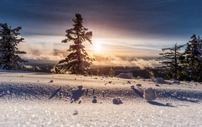 Солнце освещает покрытые снегом ели зимой