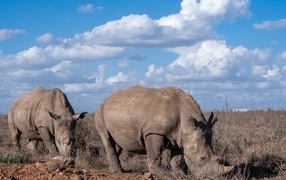 Two large rhinoceroses against the sky