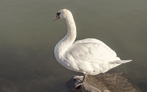 A beautiful white swan stands on a stone near the water