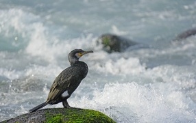 Баклан сидит на камне у бушующего моря