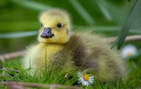 Маленький желтый гусенок на зеленой траве