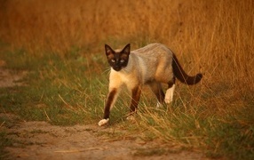 A large Siamese cat walks on the grass