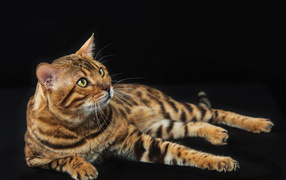 Beautiful expensive bengal cat on a black background