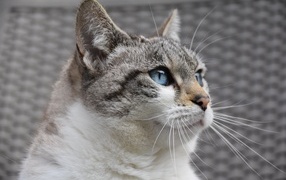 Blue-eyed European cat