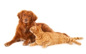 Большой рыжий пес с рыжим котом на белом фоне