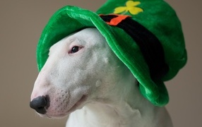 Bull terrier in a green hat on a gray background
