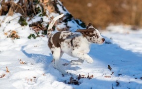 Веселый щенок бежит по снегу
