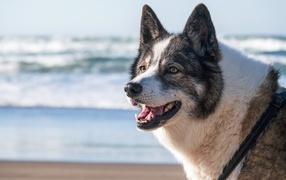 Laika with open mouth on the seashore