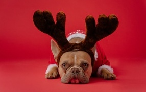 Sad French bulldog with deer antlers on a red background