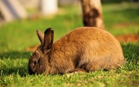 Большой кролик пасется на траве