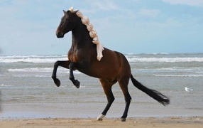 Big brown horse on the sand by the sea