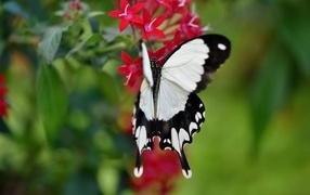 Красивая бабочка сидит на красном цветке