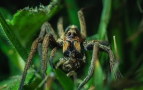 Large spider with prey in green leaves