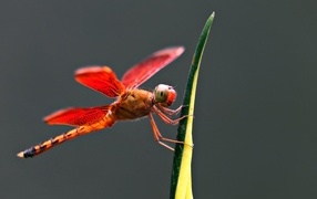 Red dragonfly on a green leaf