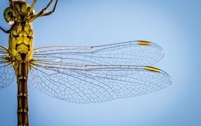 Two transparent wings of a large dragonfly on a blue background