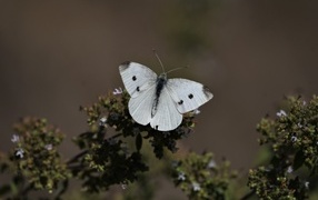 Белая бабочка капустница сидит на растении