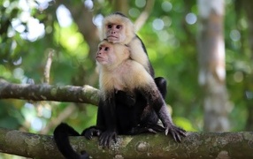 Two capuchin monkeys sitting on a branch