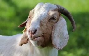 Большая рогатая коза с длинными ушами