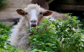Большая овца прячется в траве