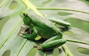 Большая зеленая лягушка сидит на листе