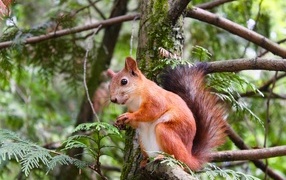 Curious red squirrel sitting on a tree branch