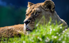 Большая львица лежит в зеленой  траве